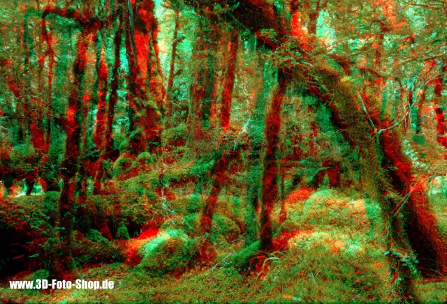 Wald in Neuseeland